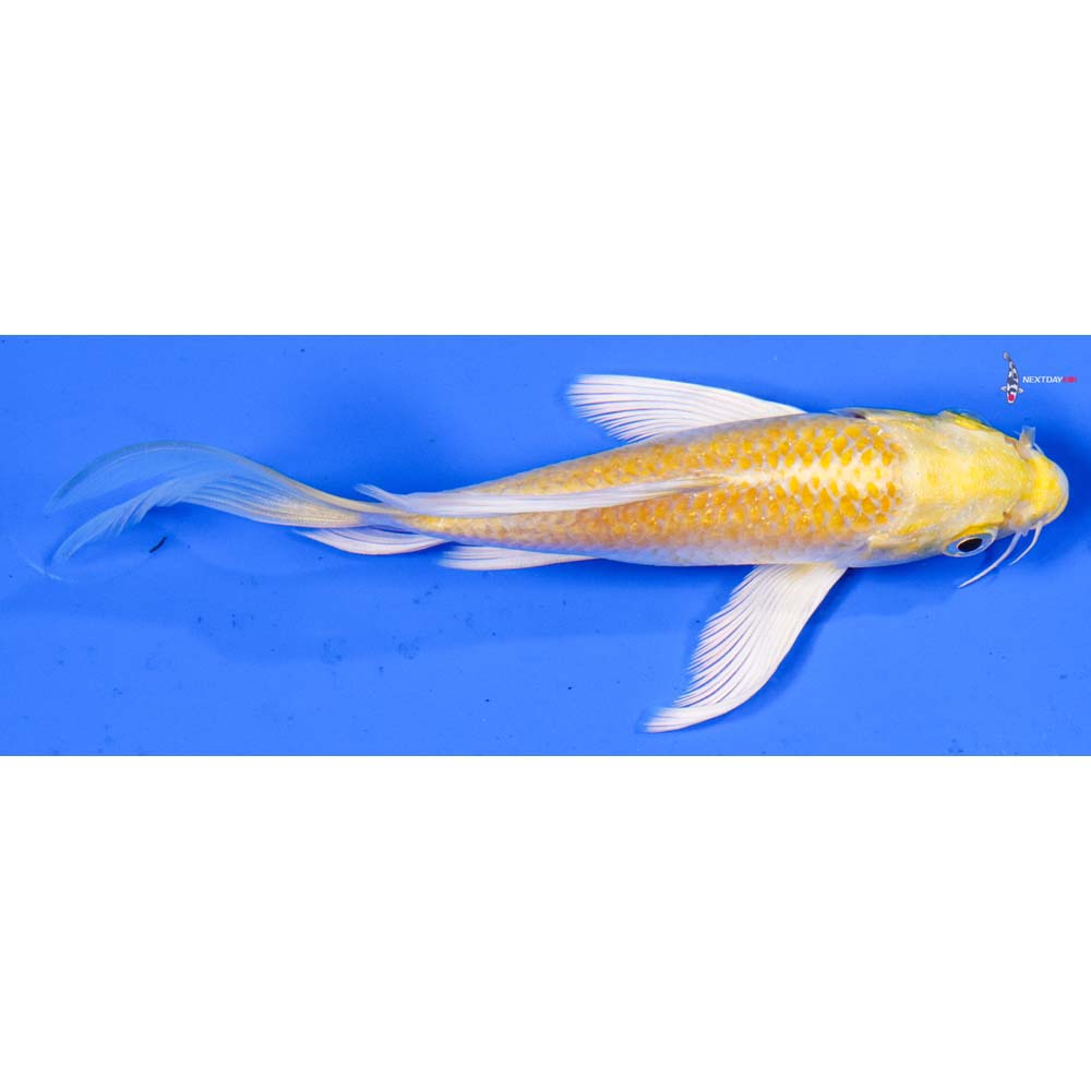 5” Imported Lemon Hariwake Butterfly Koi