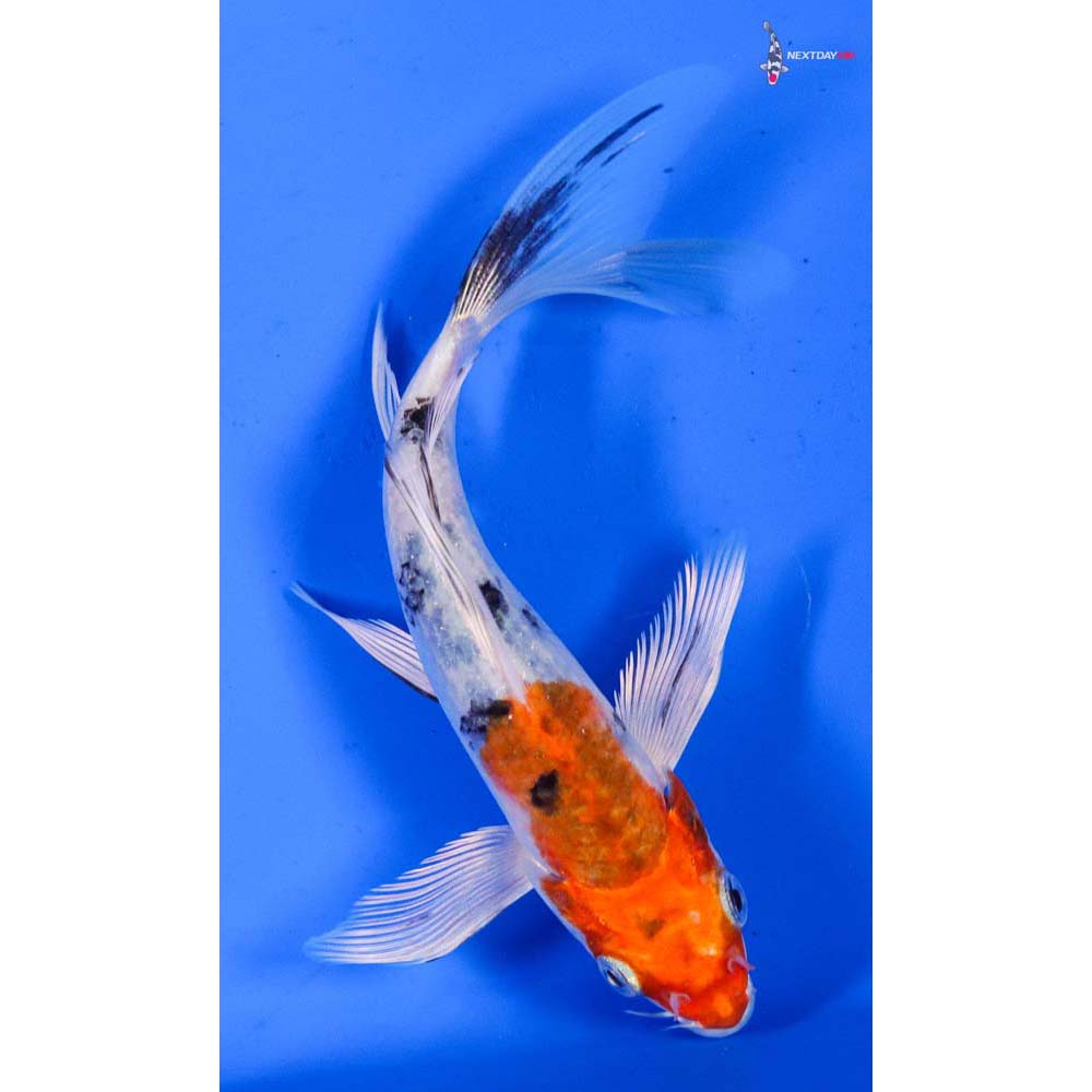 6” Imported Yamato Nishiki Butterfly Koi