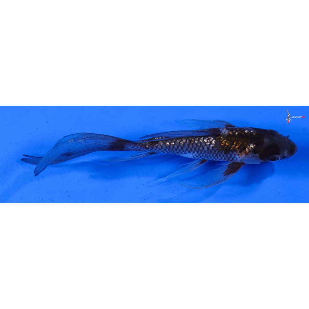 5” Imported Gin Rin Ochiba Shigure Butterfly Koi