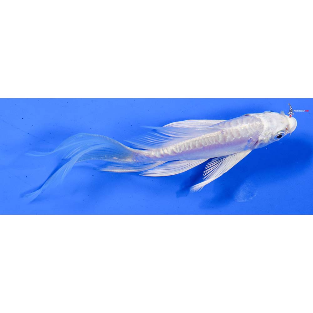 5” Imported Doitsu Platinum Ogon Butterfly Koi
