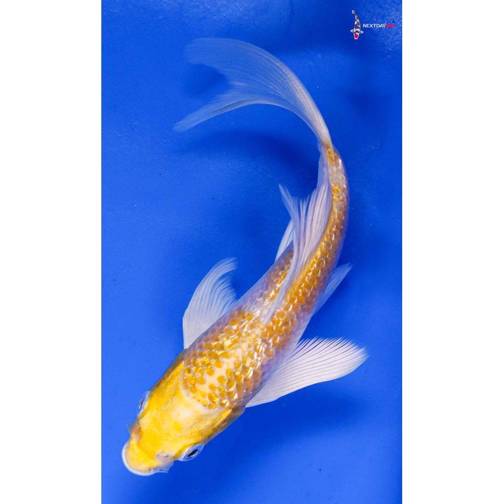5” Imported Gin Rin Lemon Hariwake Butterfly Koi