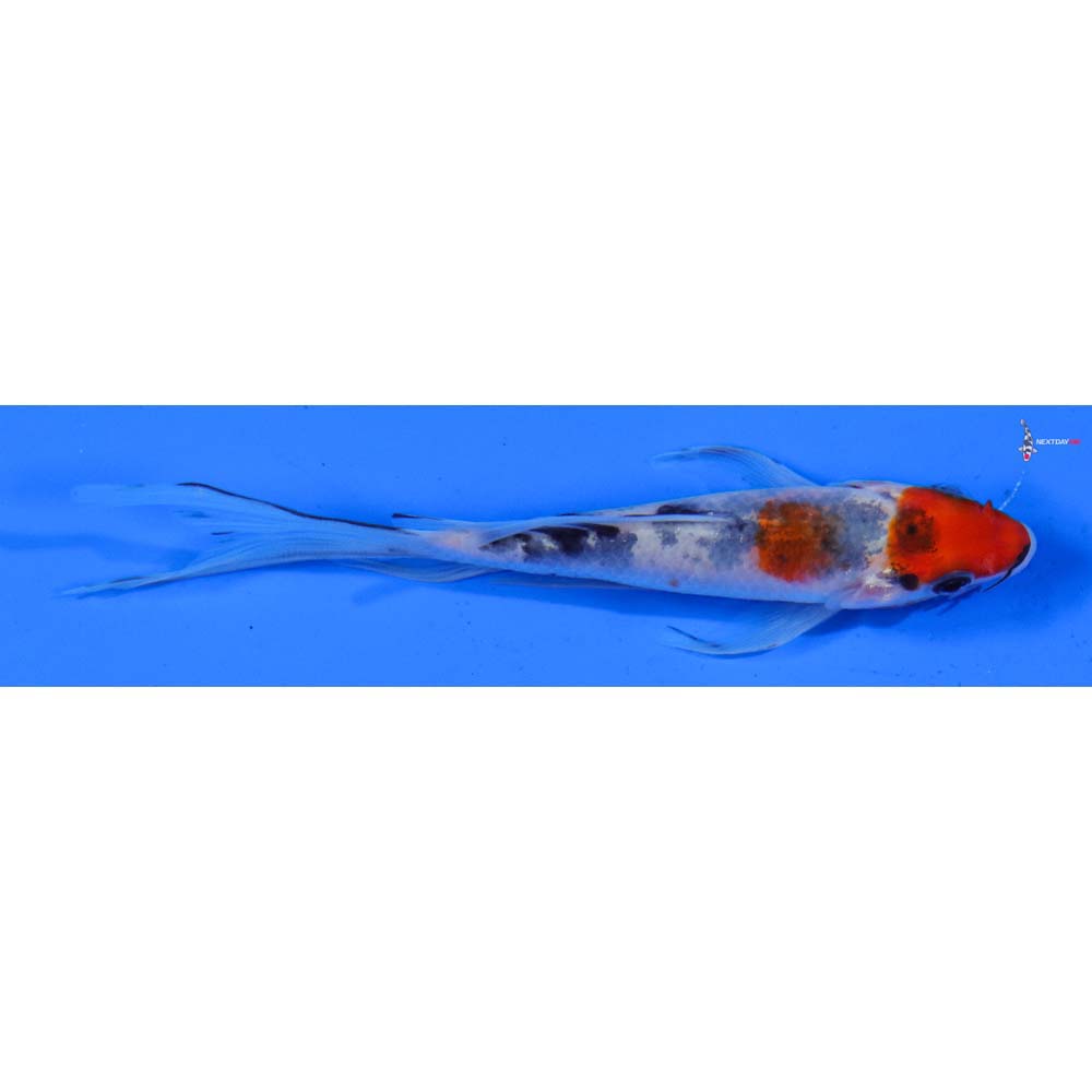 5” Imported Sanke Butterfly Koi