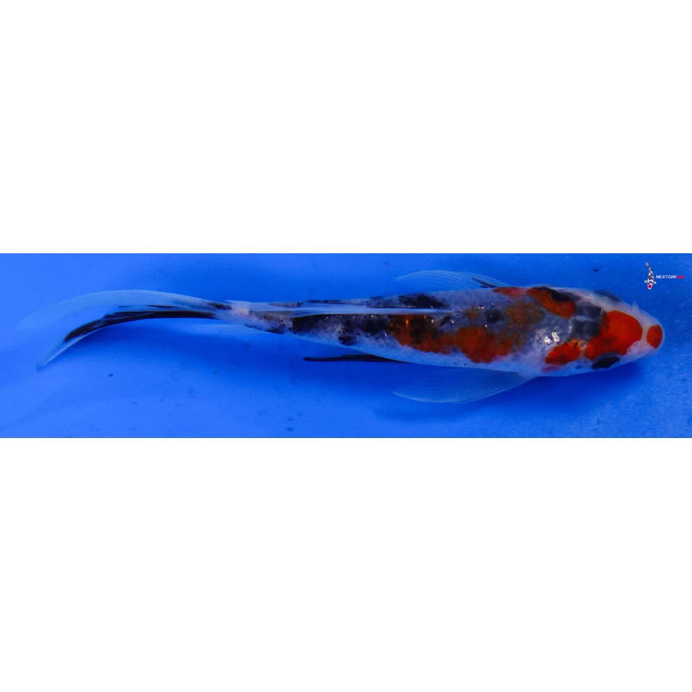 4.5” Imported Sanke Butterfly Koi
