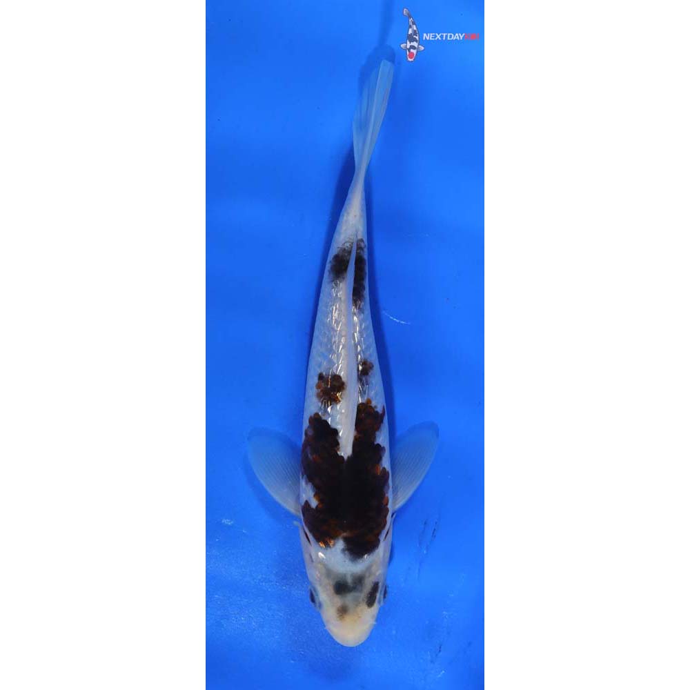 6.5” Imported Gin Rin Goromo