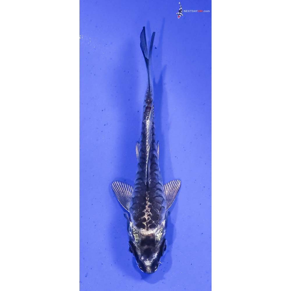 4” Imported Armor Scaled Gin Matsuba