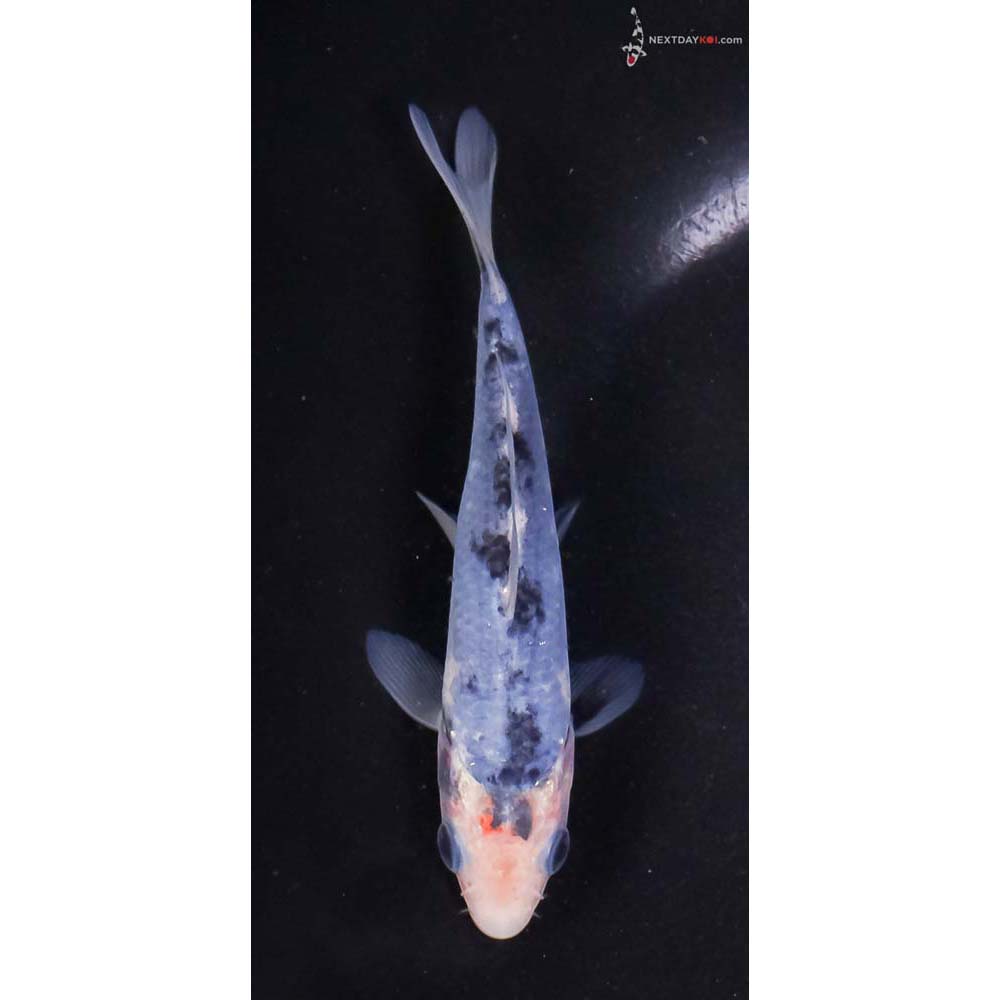 5” Imported Shiro Bekko