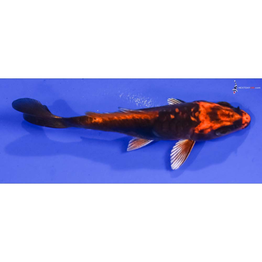 4” Imported Kin Kikokuryu