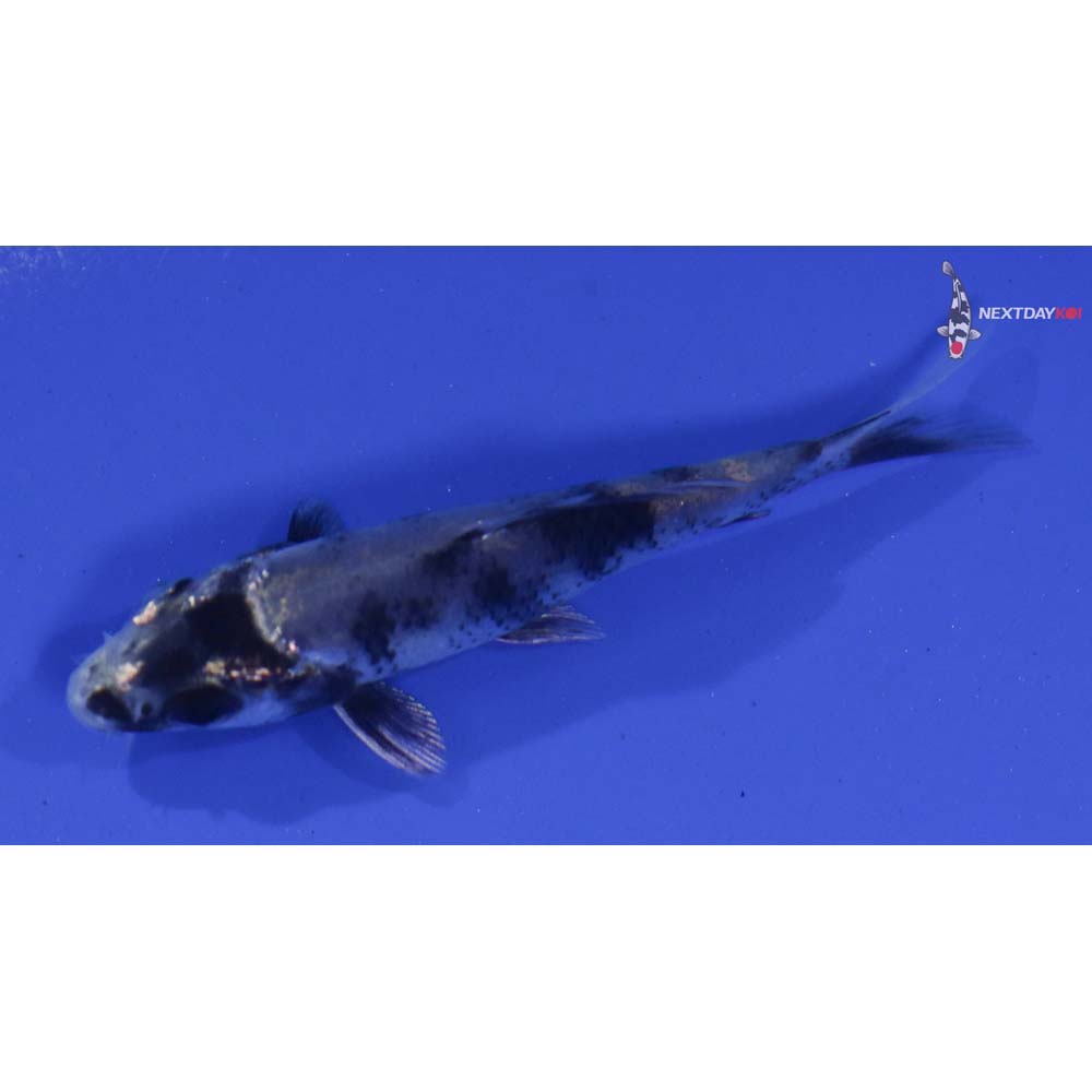 3” Imported Gin Shiro Utsuri