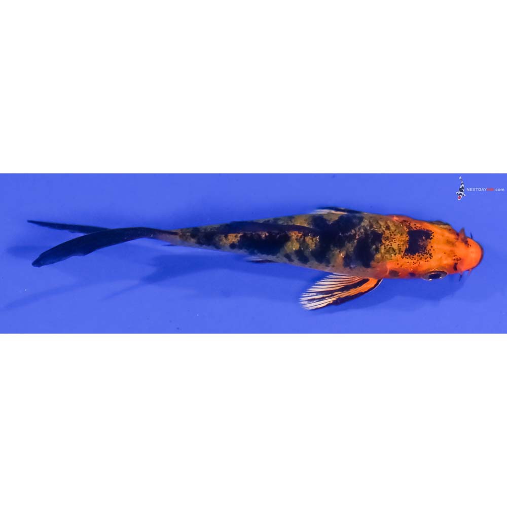 3” Imported Kin Aka Bekko Butterfly Koi
