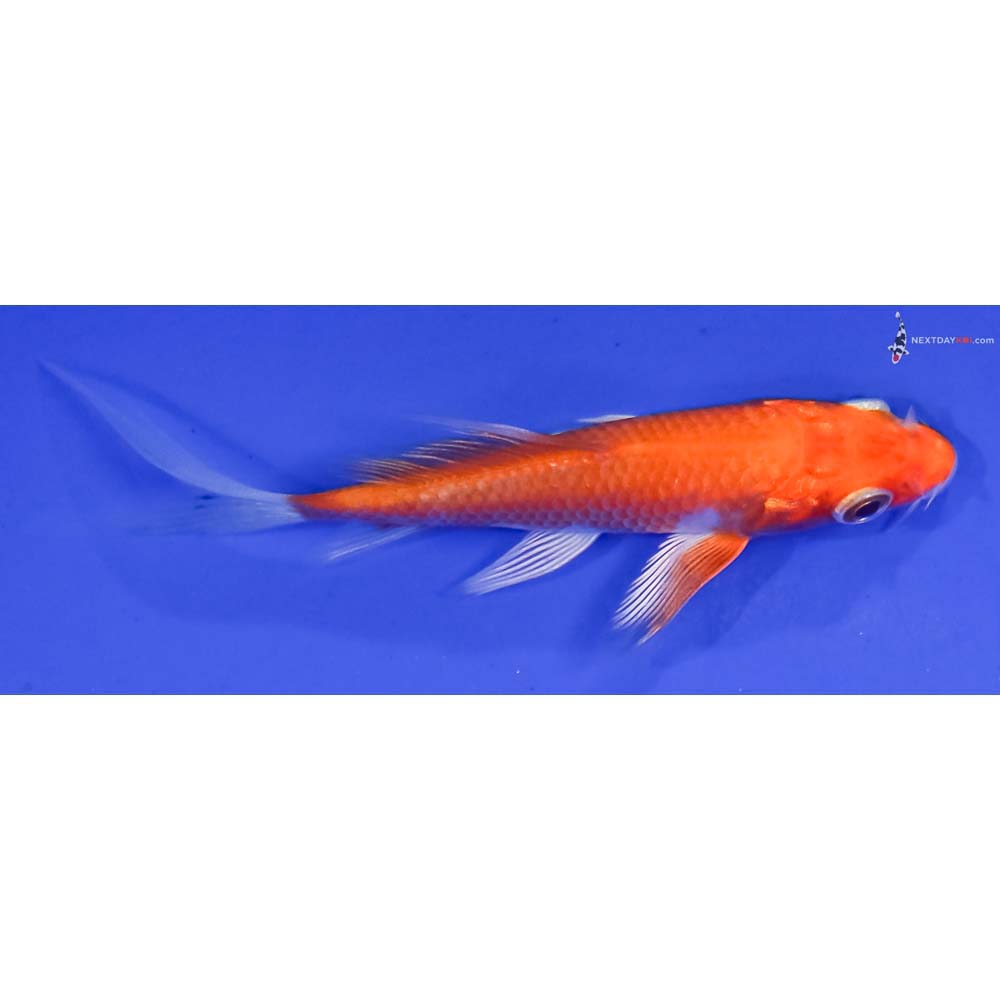 3” Imported Hariwake Butterfly Koi