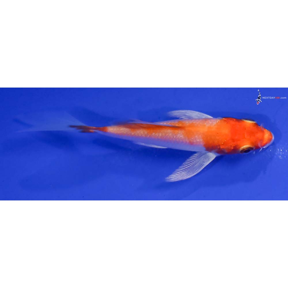 3” Imported Hariwake Butterfly Koi
