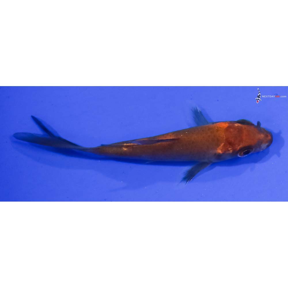 3” Imported Hi Utsuri Butterfly Koi