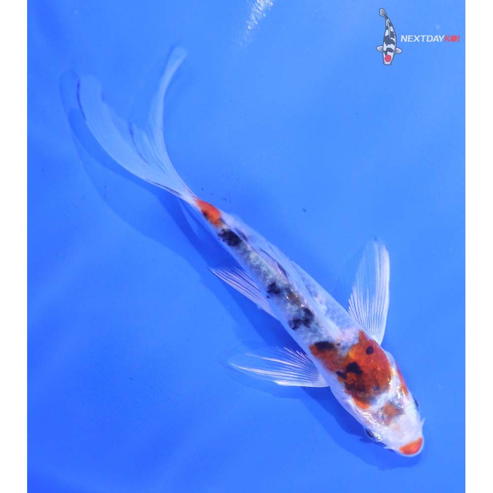 4.5” Imported Yamato Nishiki Butterfly Koi