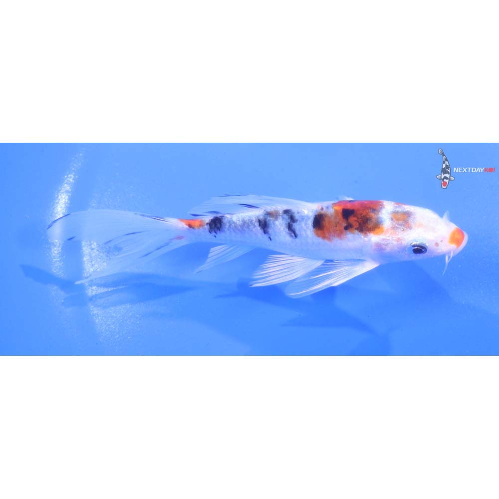 4.5” Imported Yamato Nishiki Butterfly Koi