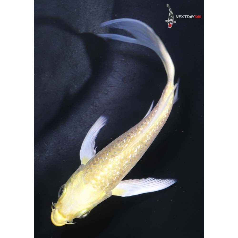 4.5” Imported Gin Rin Yamabuki Ogon Butterfly Koi