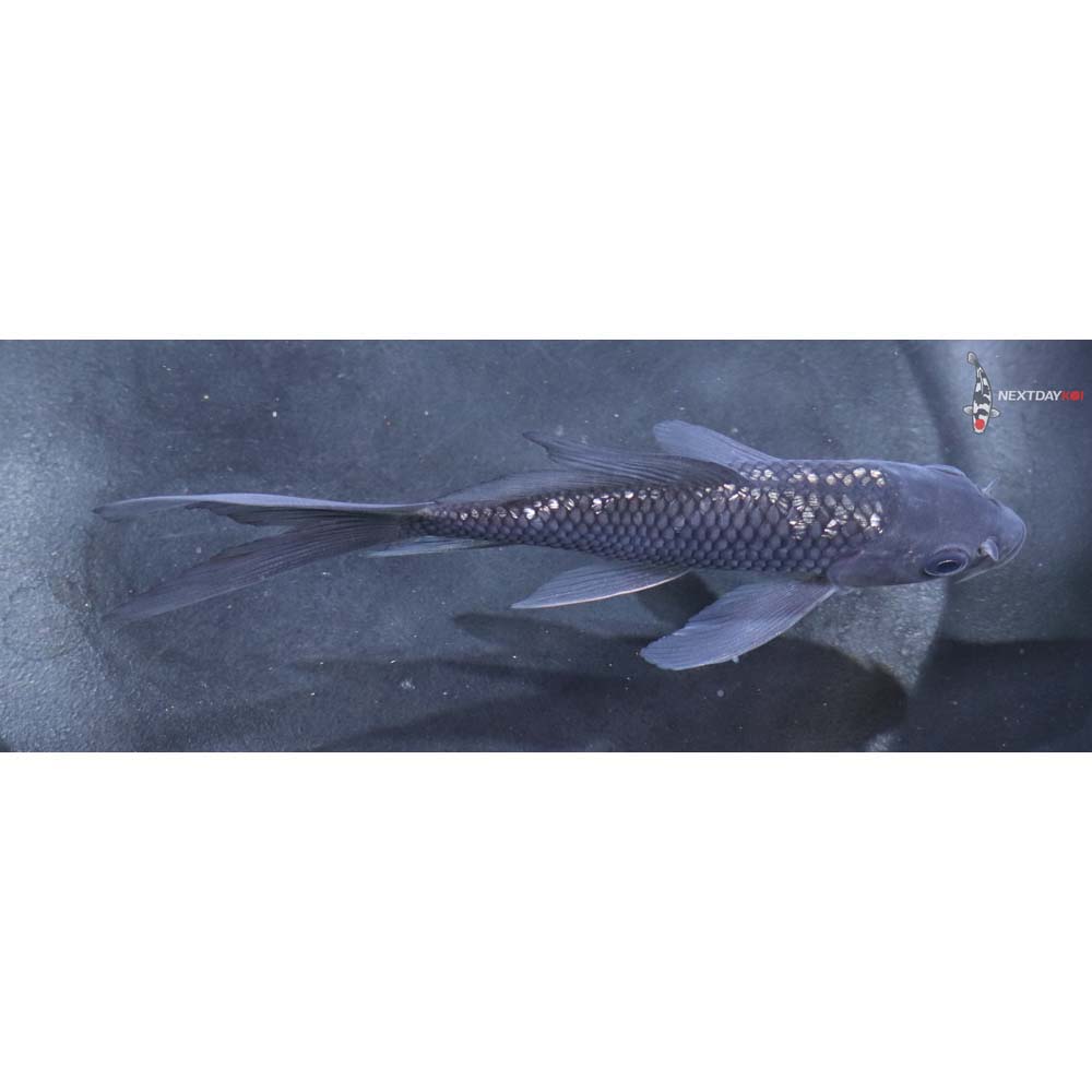 5” Imported Gin Rin Soragoi Butterfly Koi