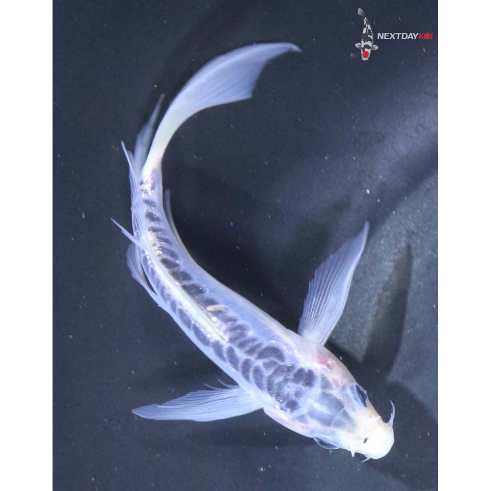 5” Imported Shusui Butterfly Koi