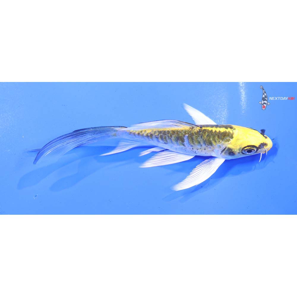 5” Imported Doitsu Kujaku Butterfly Koi