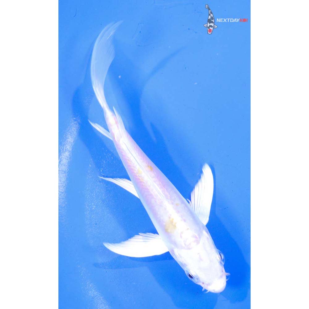 5” Imported Doitsu Lemon Hariwake Butterfly Koi