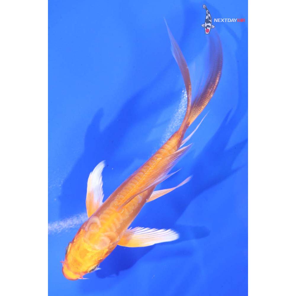 5” Imported Doitsu Orenji Ogon Butterfly Koi