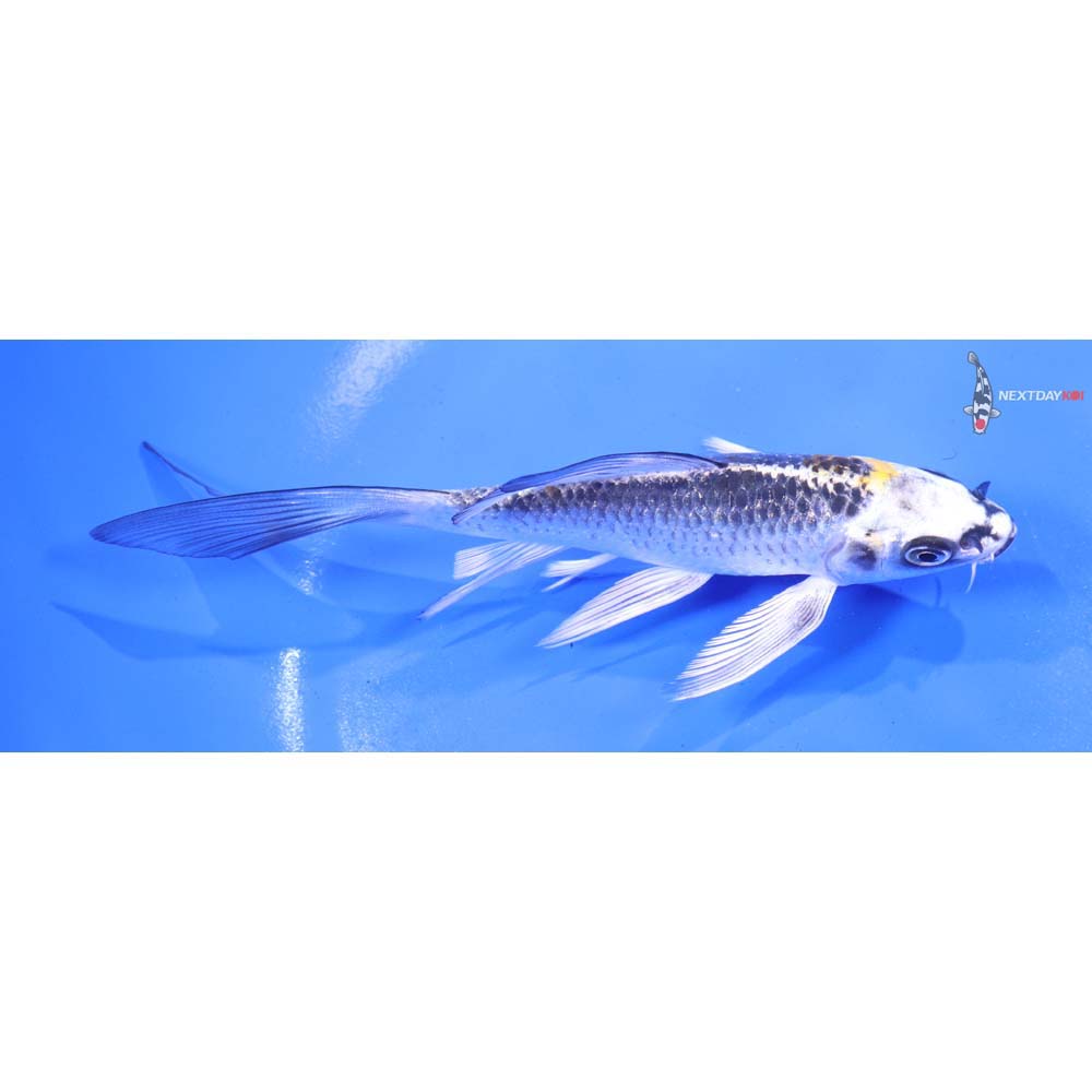 5” Imported Kujaku Butterfly Koi