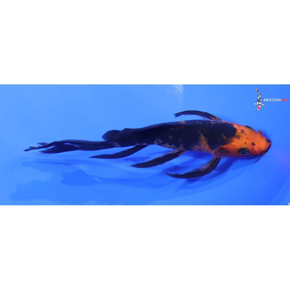 5” Imported Aka Bekko Butterfly Koi