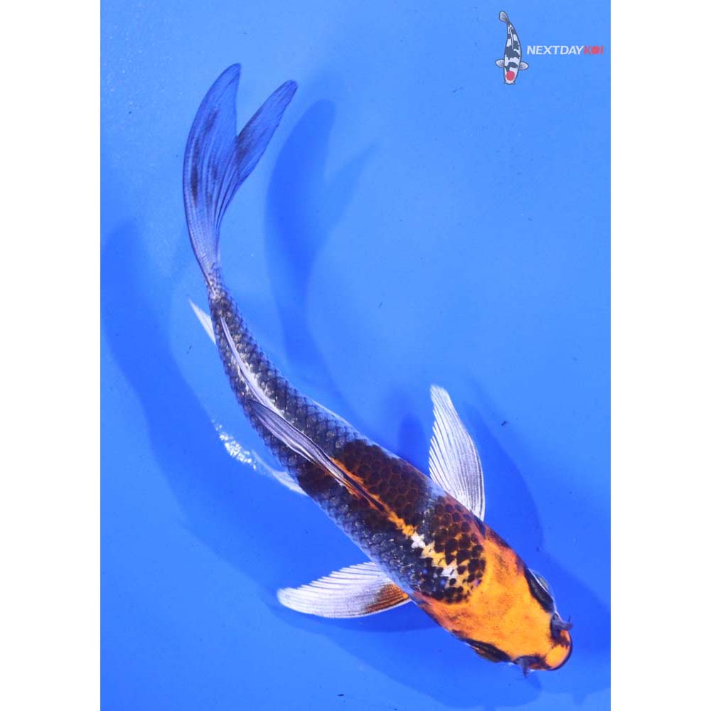 4.5” Imported Kujaku Butterfly Koi