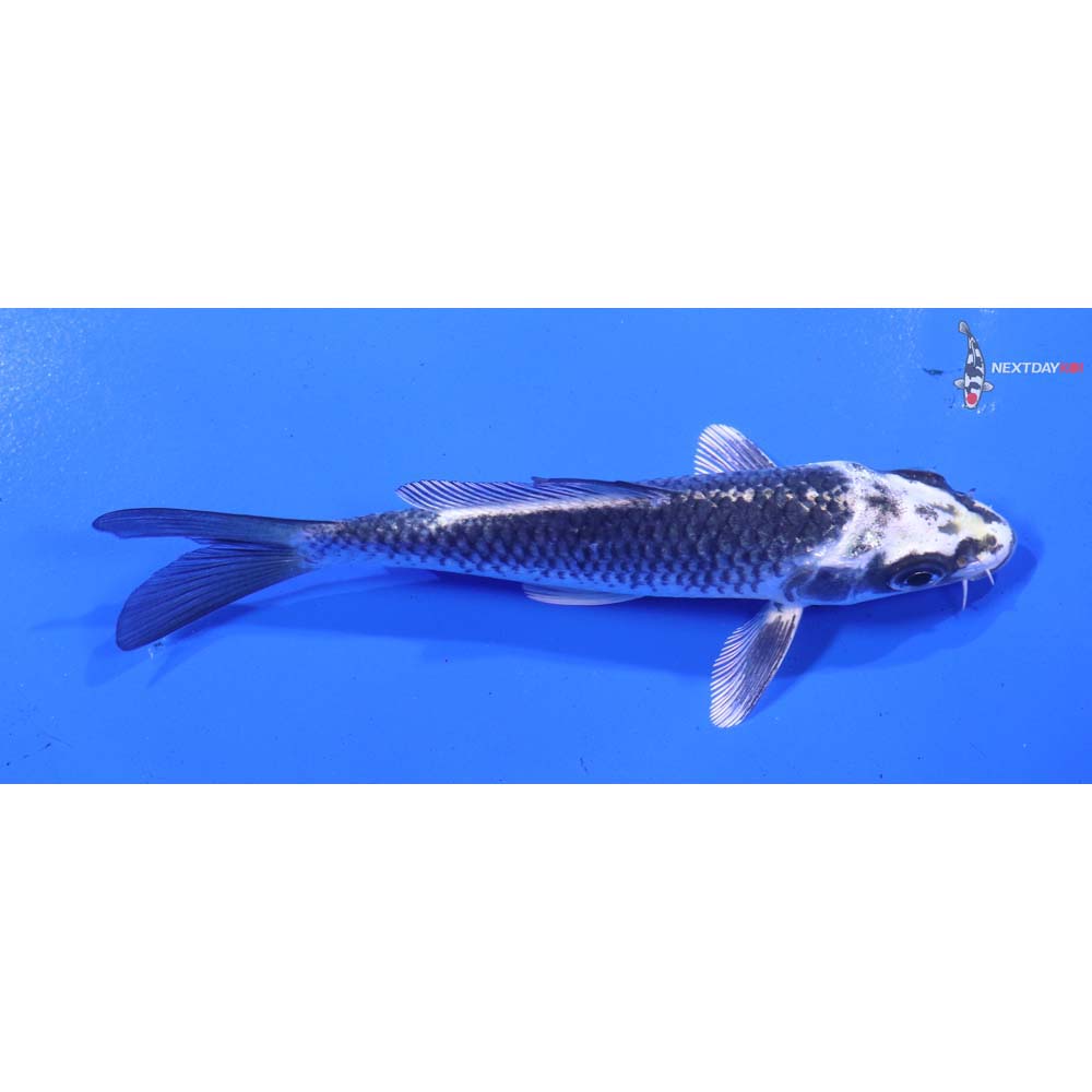 4.5” Imported Gin Matsuba