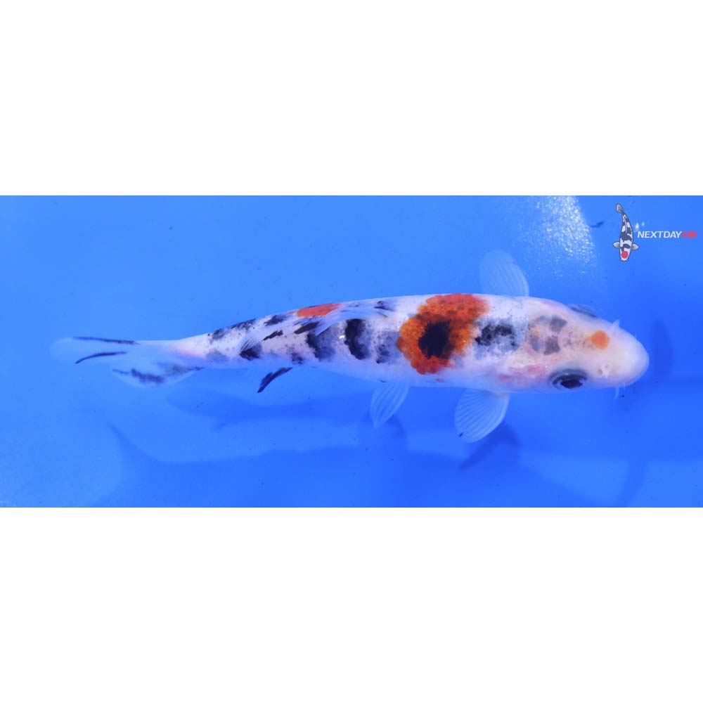 4.5” Imported Sanke