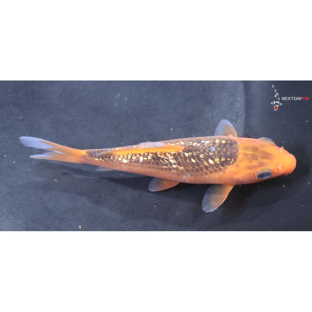 4.5” Imported Gin Rin Asagi