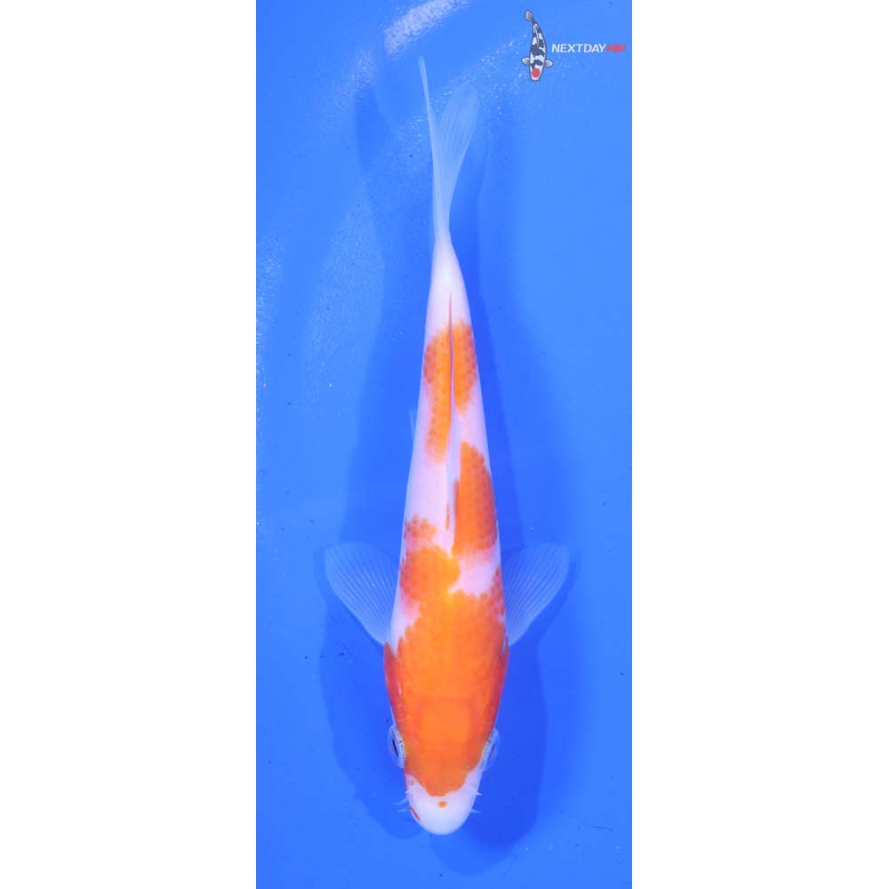 5” Imported Kohaku