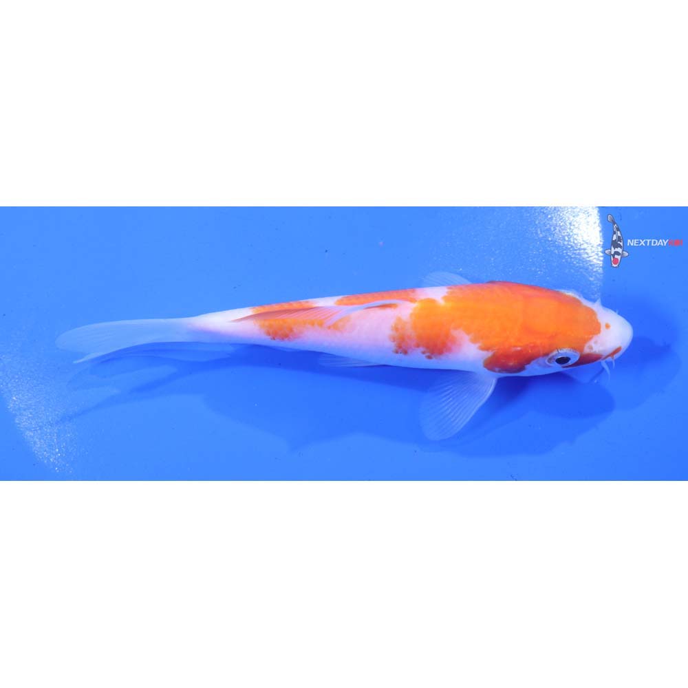 5” Imported Kohaku
