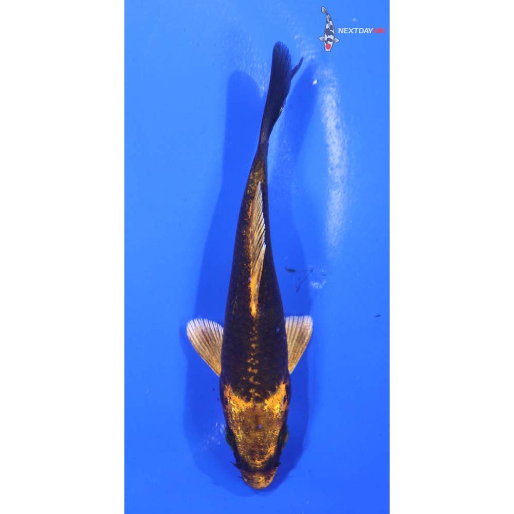 4” Imported Orenji Matsuba