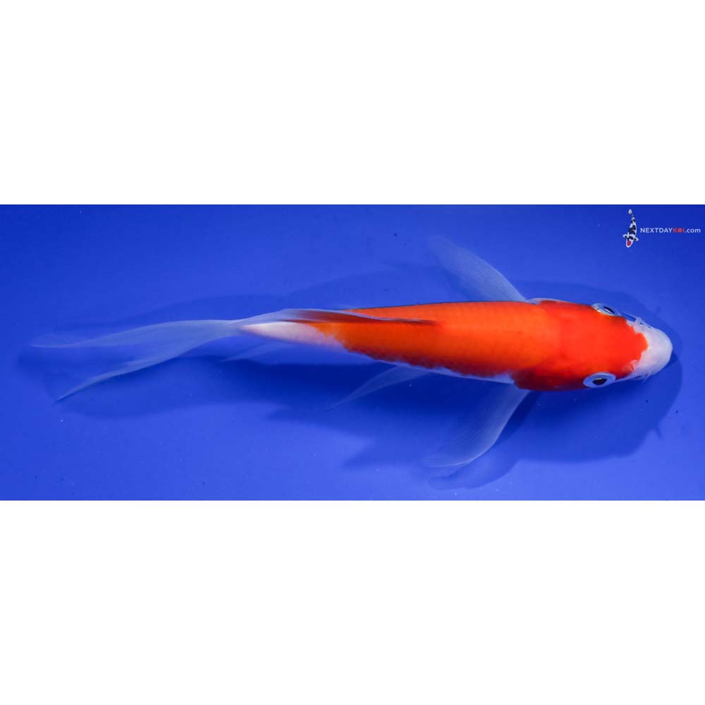5.5” Imported Kohaku Butterfly Koi