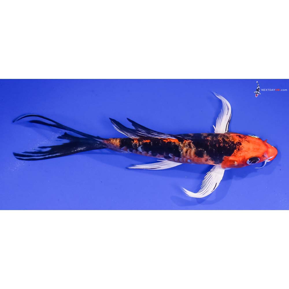 6” Imported Doitsu Kin Aka Bekko Butterfly Koi