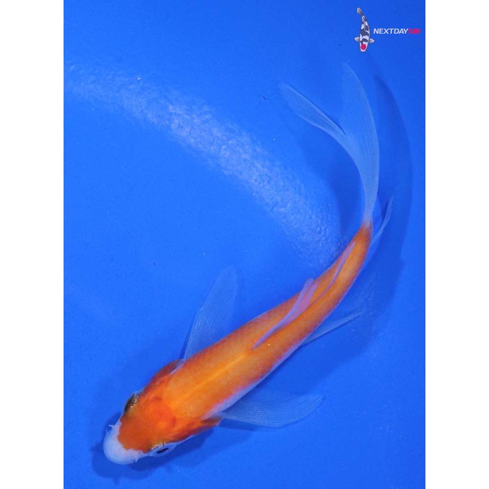 3” Imported Kohaku Butterfly Koi