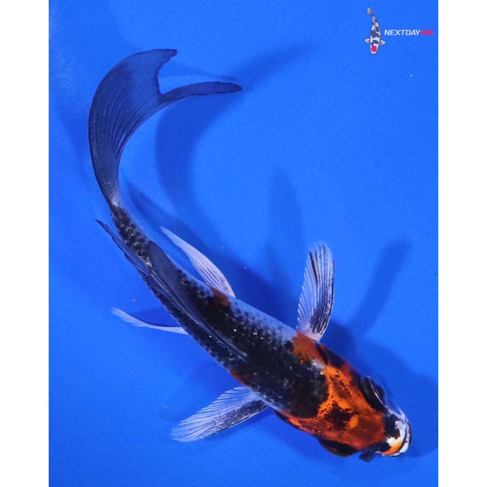 3” Imported Kujaku Butterfly Koi