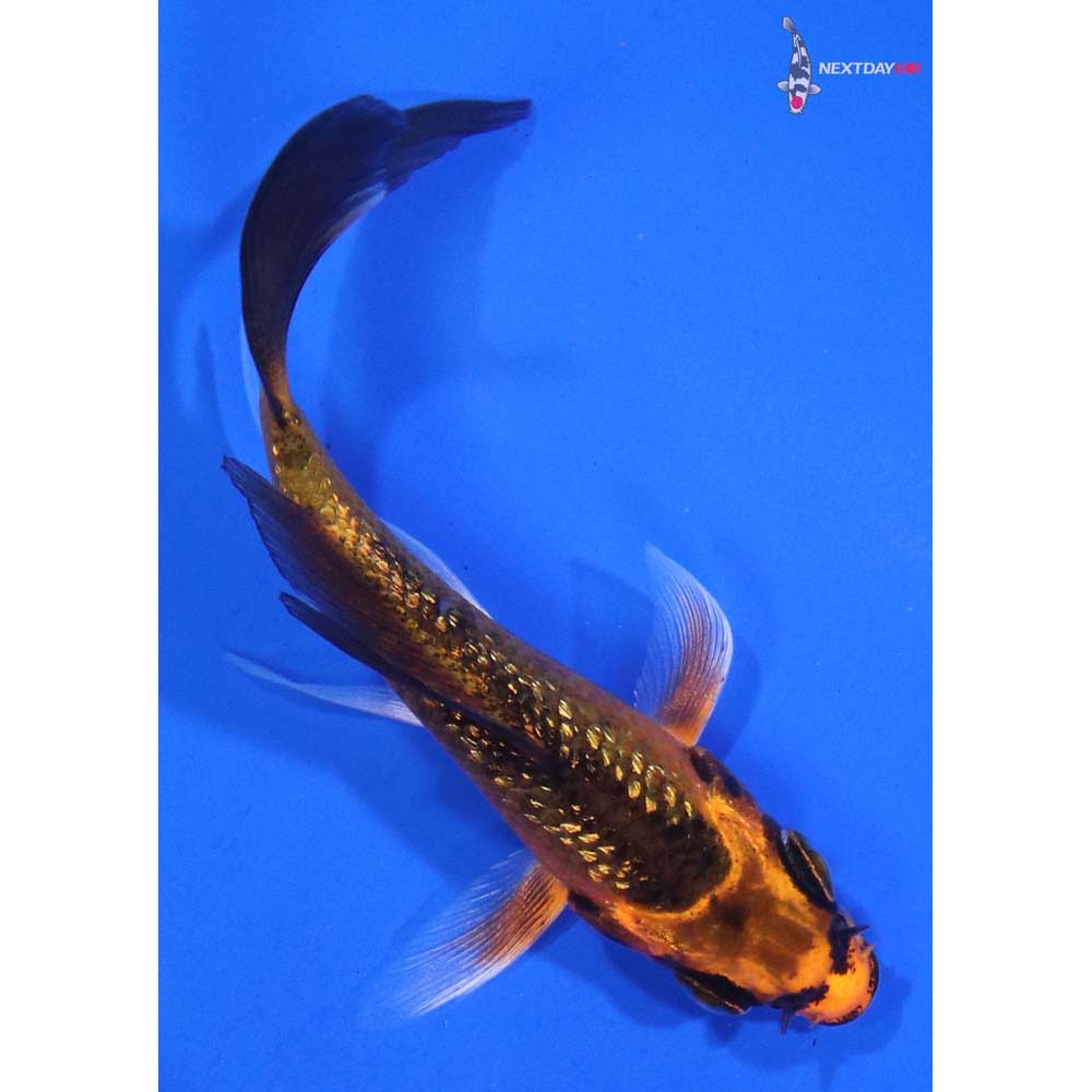 3” Imported Gin Rin Orenji Matsuba Butterfly Koi