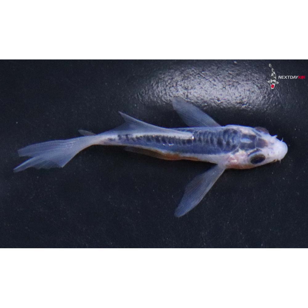 3” Imported Shusui Butterfly Koi