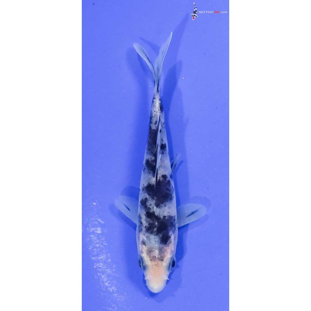 3.5” Imported Shiro Bekko