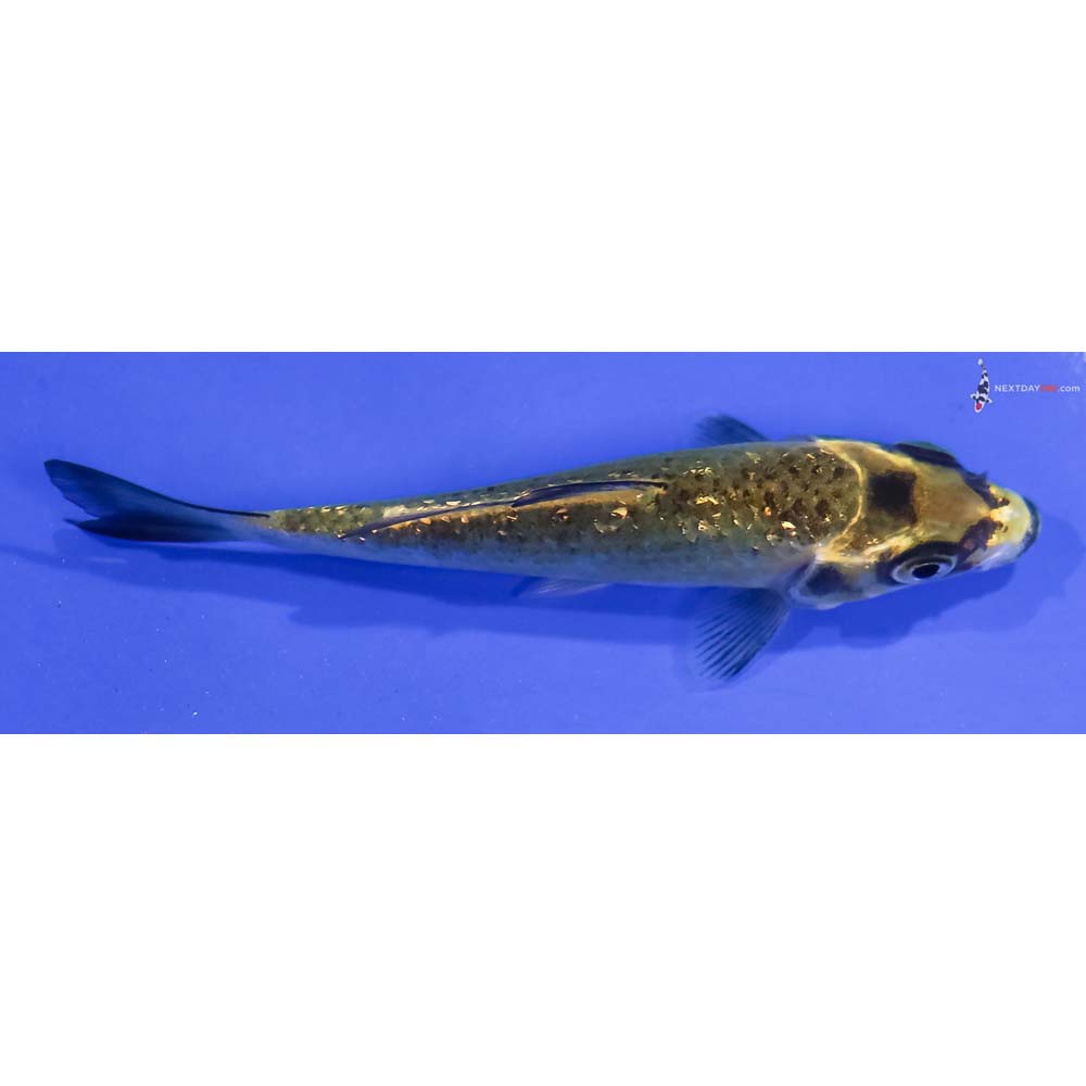 3.5” Imported Gin Rin Ki Matsuba