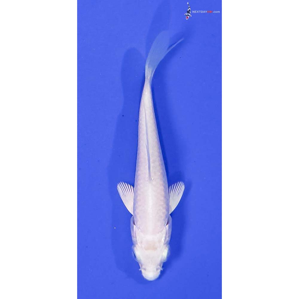 3.5” Imported Platinum Ogon