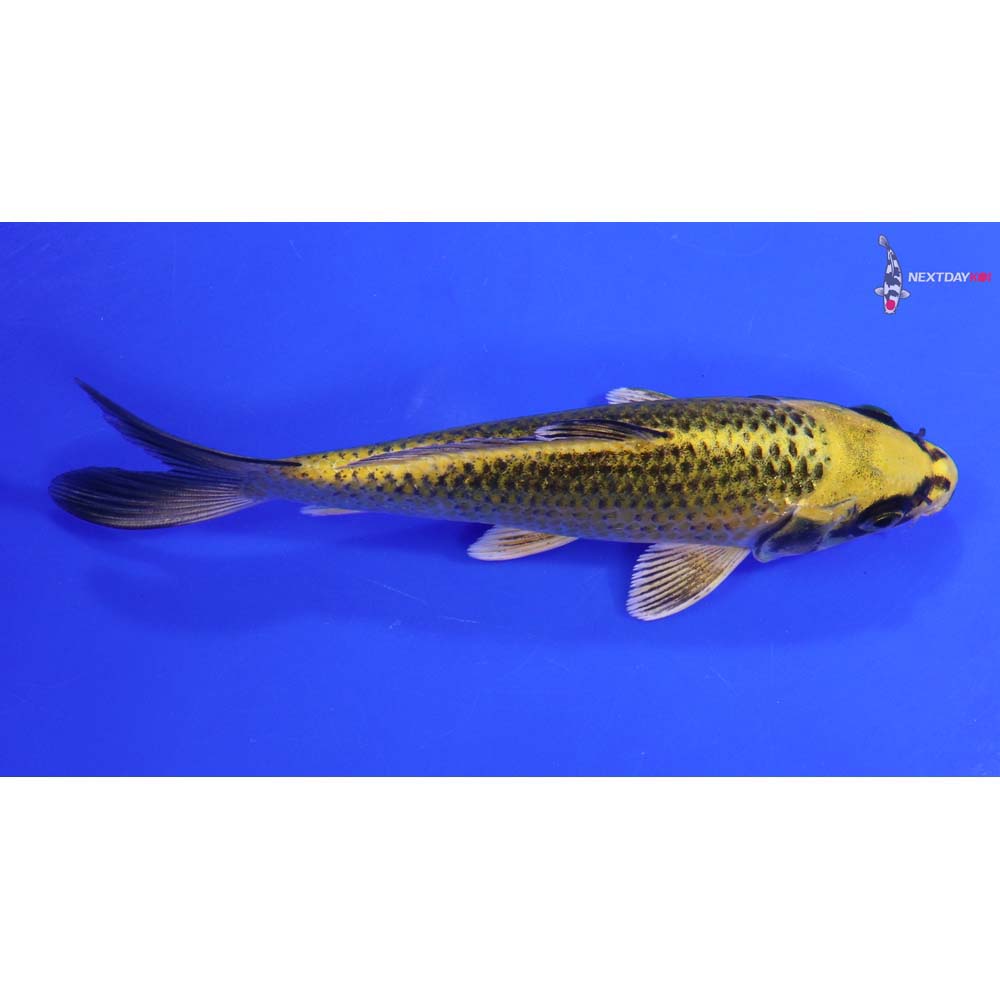 6” Imported Ki Matsuba