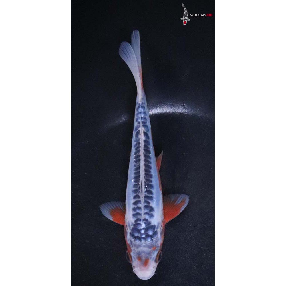 6” Imported Shusui