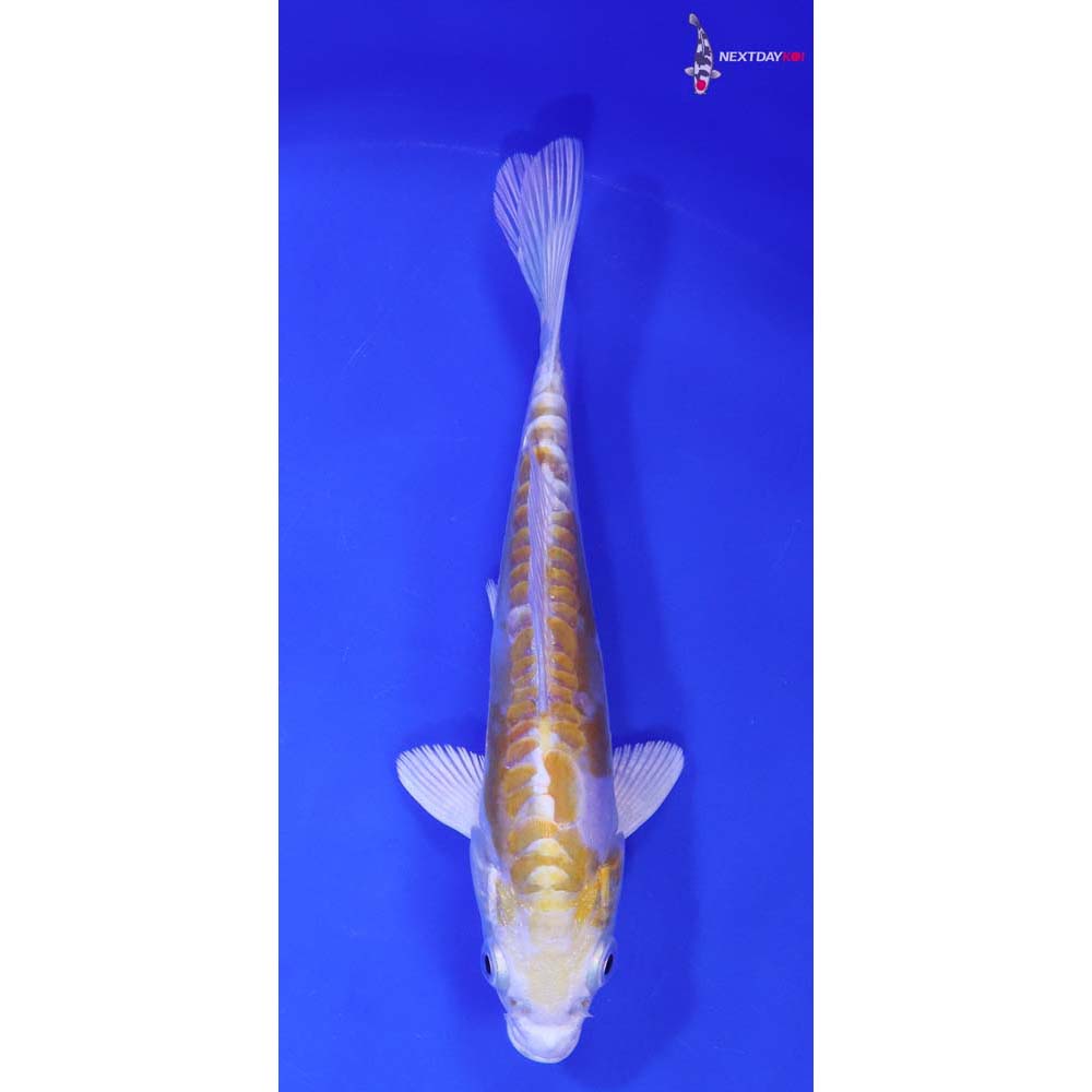 6” Imported Doitsu Lemon Hariwake