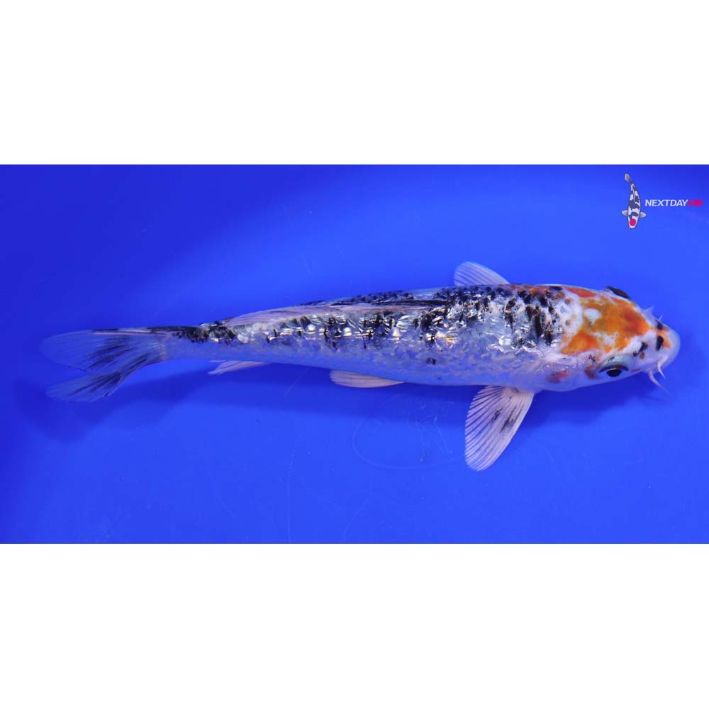 6.5” Imported Gin Rin Yamato Nishiki