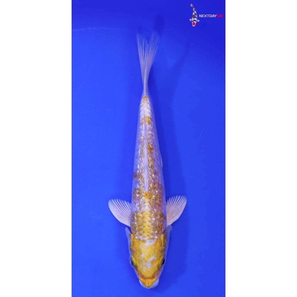 6.5” Imported Gin Rin Lemon Hariwake