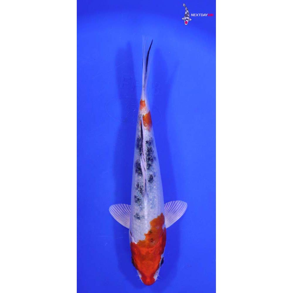 7” Imported Yamato Nishiki