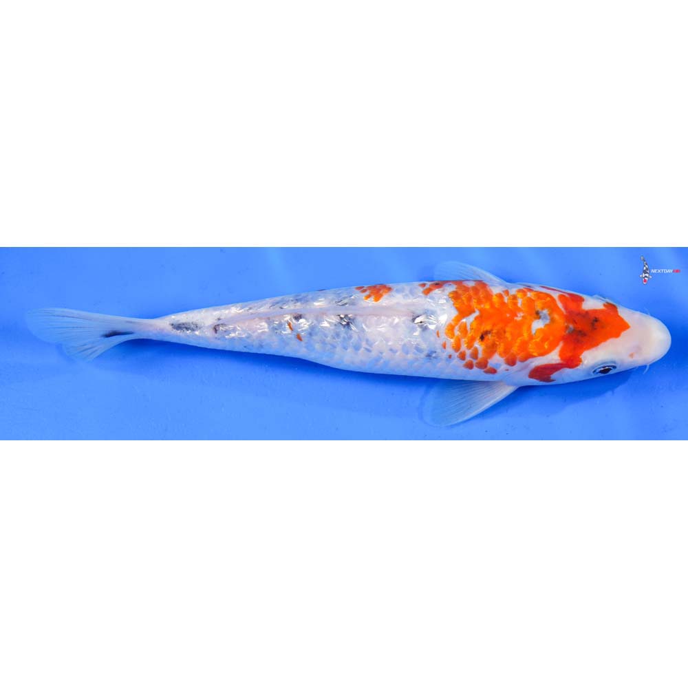 8” Imported Gin Rin Sanke