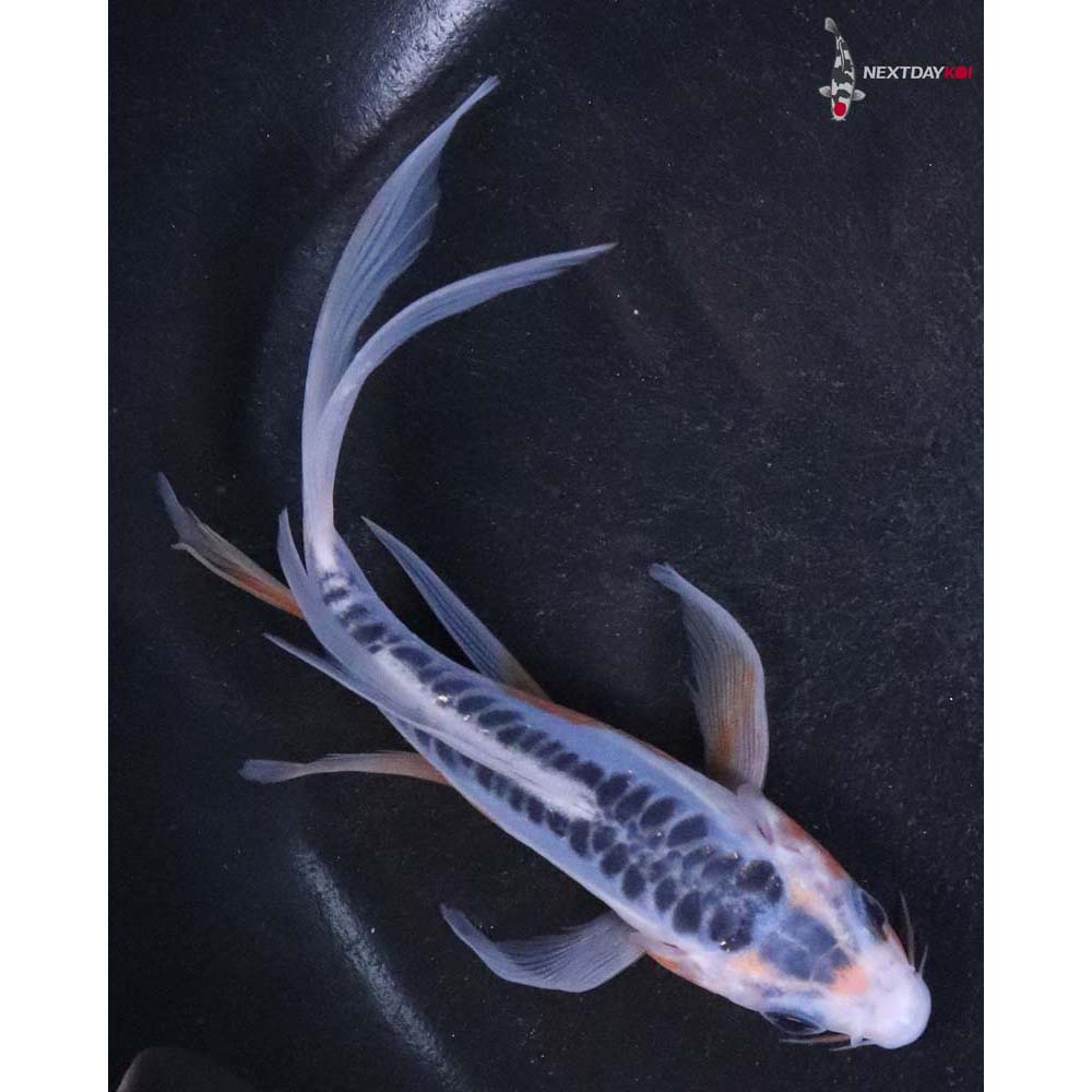 5” Imported Shusui Butterfly Koi